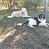 dogs, two_dogs, pets, canines, fluffy, white_dog, black_and_white_dog, long_hair, lying_down, grass, outdoors, park, garden, trees, nature, sunlight, autumn, leaves, happy, portrait