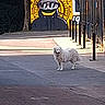 dog, white_dog, shaggy_dog, standing, street, sidewalk, urban, outdoor, mural, graffiti, cartoon, masked_character, railing, fence, pavement, crosswalk, city, architecture, daylight, photography