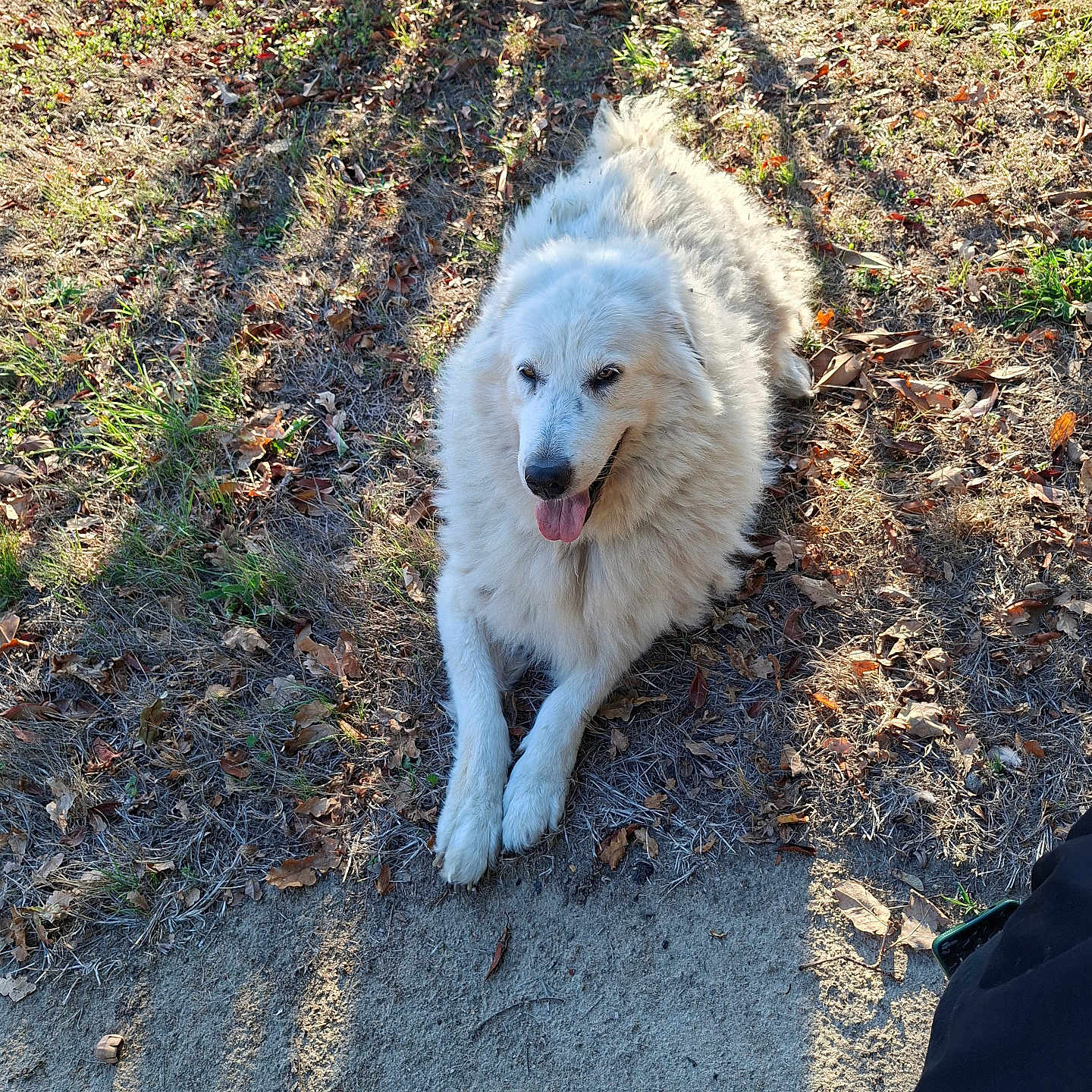 Lady
