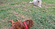 Lady participe au concours pour gagner de l'argent avec cette photo : dog, dogs, park, grass, outdoor, lying_down, fluffy_dog, brown_dog, white_dog, red_collar, pet, animal, lawn, trees, parked_cars, path, relaxed, playing, nature, bottle