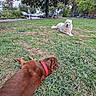 dog, dogs, park, grass, outdoor, lying_down, fluffy_dog, brown_dog, white_dog, red_collar, pet, animal, lawn, trees, parked_cars, path, relaxed, playing, nature, bottle