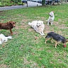 dogs, four_dogs, pets, animals, outdoor, park, grass, lawn, white_dog, brown_dog, black_and_white_dog, small_dog, fluffy_dog, scruffy_dog, sitting, lying_down, standing, red_toy, collar, nature
