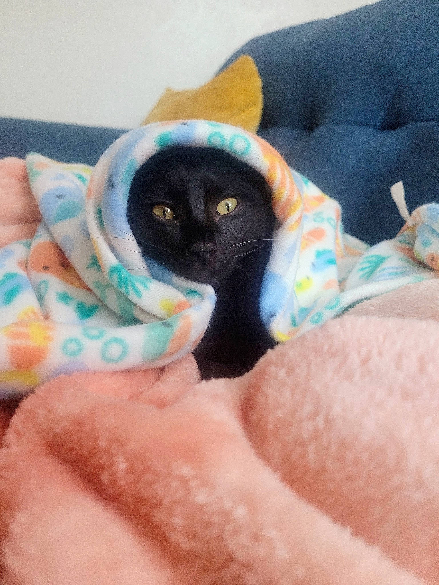 Jiji is registered to the contest to win money with this photo: azure, black_cat, carnivore, cat, comfort, electric_blue, eye, fawn, felidae, finger, fur, gesture, linens, nail, pillow, small_to_medium_sized_cats, snout, tail, thumb, whiskers