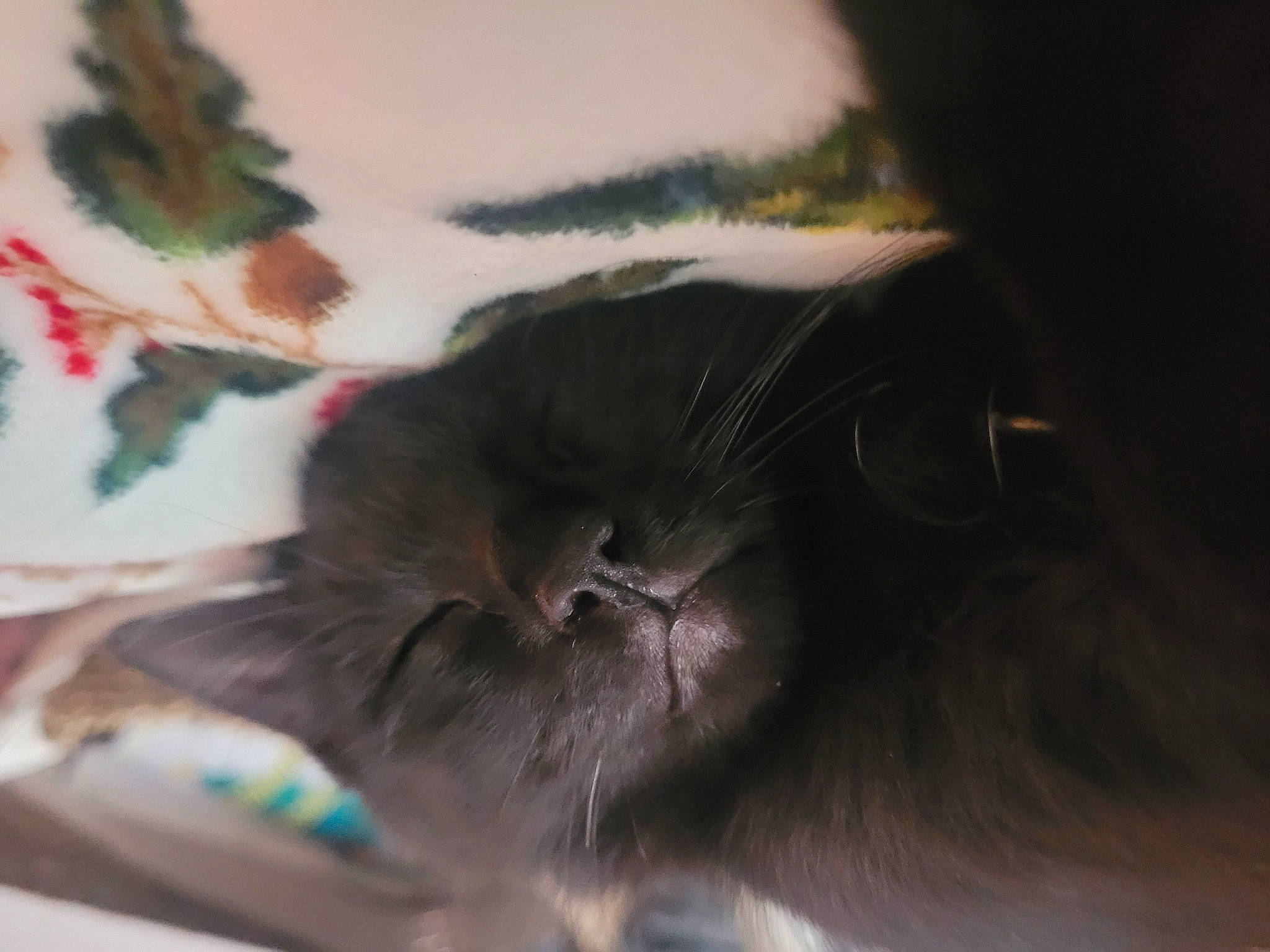 Jiji is registered to the contest to win money with this photo: black_cat, carnivore, cat, claw, cloud, comfort, dog_breed, domestic_short_haired_cat, ear, fawn, felidae, fur, nap, paw, sleep, small_to_medium_sized_cats, tail, tree, whiskers, window