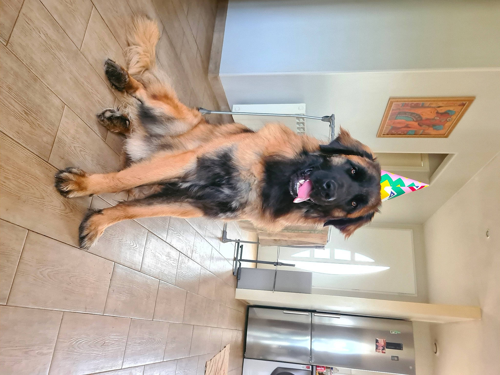 Taiko participe au concours pour gagner de l'argent avec cette photo : canidae, carnivore, companion_dog, dog, dog_breed, fawn, fur, german_shepherd_dog, guard_dog, old_german_shepherd_dog, paw, room, sporting_group, tail, working_animal, working_dog