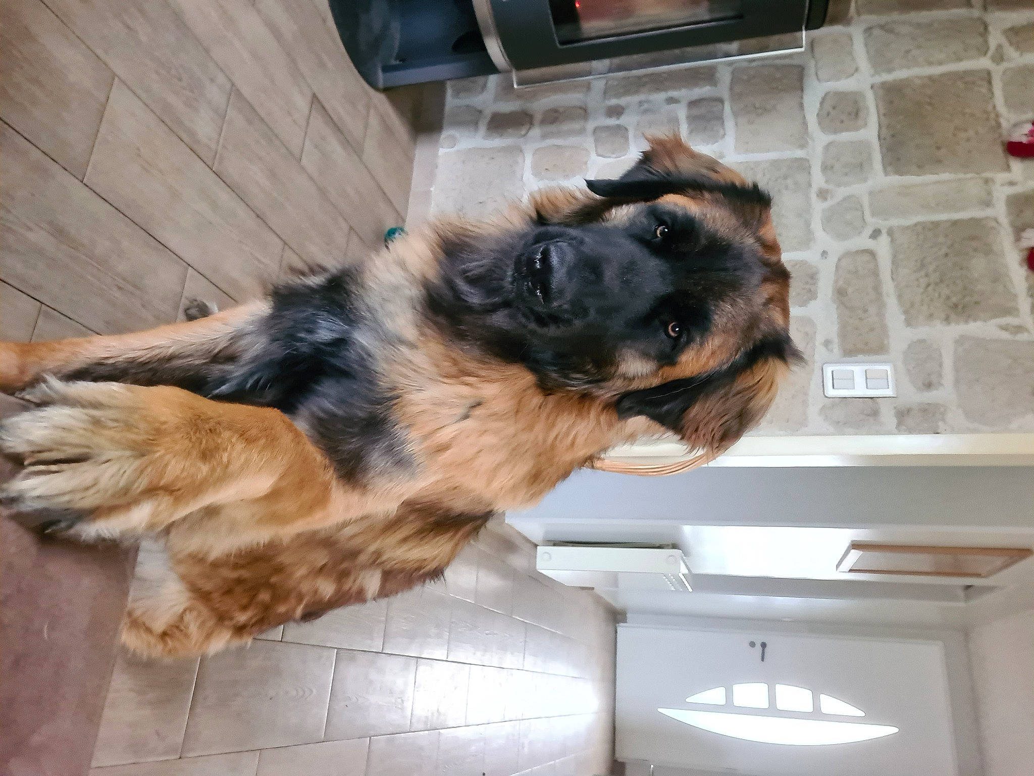 Taiko a rejoint le concours — aidez-le/la à gagner de superbes lots ! canidae, carnivore, companion_dog, dog, dog_breed, fur, german_shepherd_dog, king_shepherd, liver, old_german_shepherd_dog, paw, pet_supply, snout, sporting_group, tail, working_dog