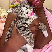 Bella is registered to the contest to win money with this photo: cat, kitten, tabby, pink_collar, person, arm, hand, pink_clothing, indoor, bedroom, blanket, soft_toys, face_partially_visible, skin, feline, pet, cute, cozy, domestic_animal, comfort