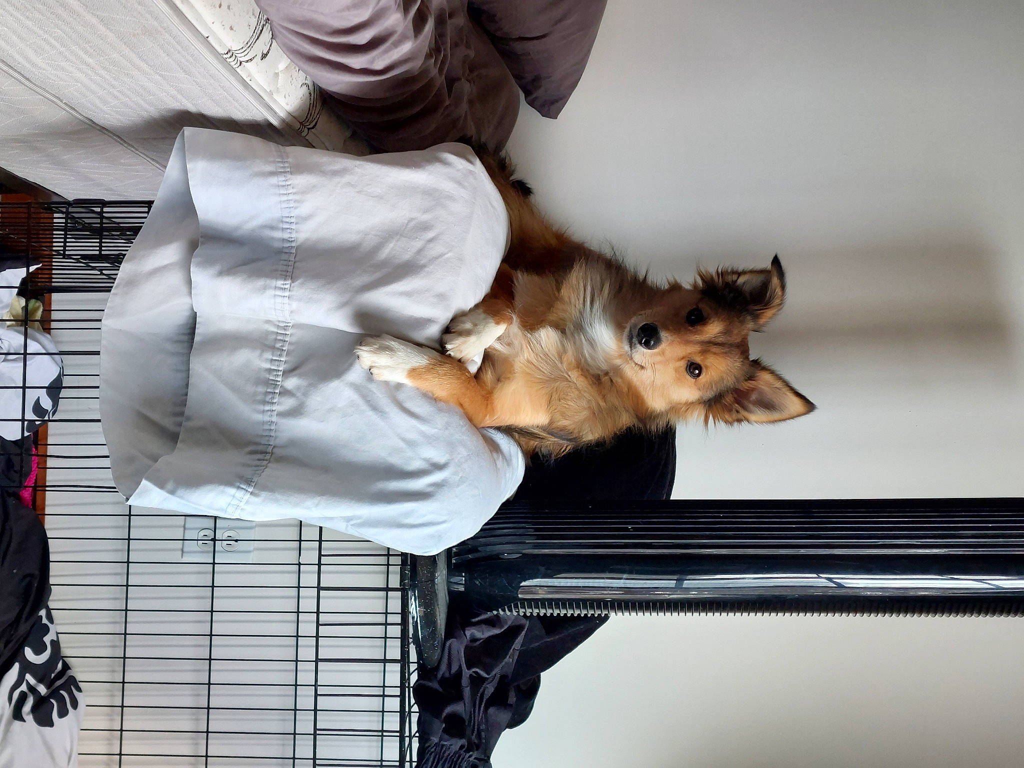 Lucifer joined the competition — help win amazing prizes! canidae, carnivore, comfort, companion_dog, dog, dog_breed, fawn, felidae, fur, paw, small_to_medium_sized_cats, sporting_group, tail, toy_dog, whiskers