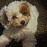 black_nose, brown_patches, carpet, close_up, companion_animal, curly_fur, cute, dark_eyes, dog, fluffy, indoors, long_ears, lying_down, pet, photography, portrait, puppy, shaggy, soft_lighting, white_fur