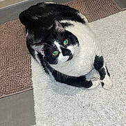 Cookie a rejoint le concours — aidez-le/la à gagner de superbes lots ! abyssinian, animal, blanket, canine, cat, dog, door, homedecor, husky, indoors, kitten, manx, mat, person, pet, quilt, rug, siamese, sleeping, snout