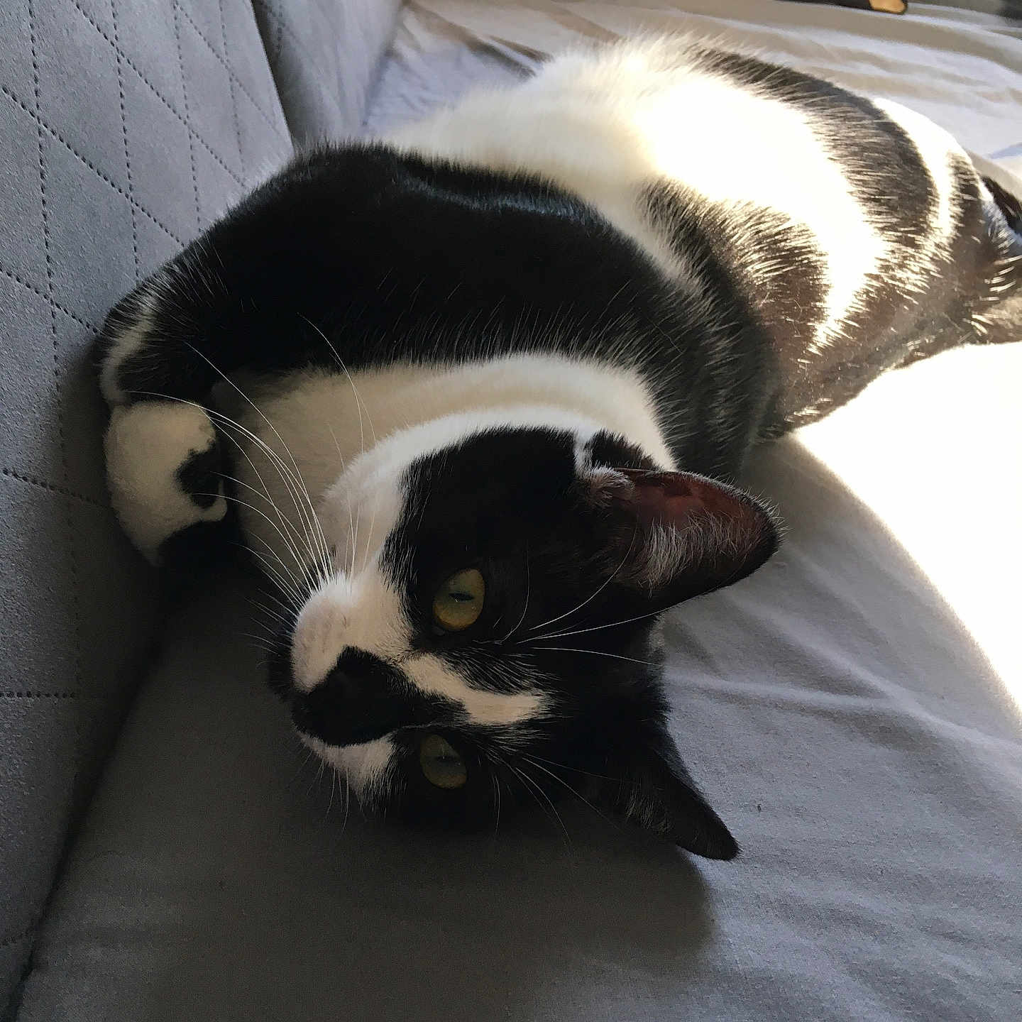 Cookie a rejoint le concours — aidez-le/la à gagner de superbes lots ! abyssinian, animal, architecture, armchair, bed, blackcat, blanket, building, cat, chair, couch, cushion, furniture, homedecor, indoors, kitten, livingroom, manx, pet, room