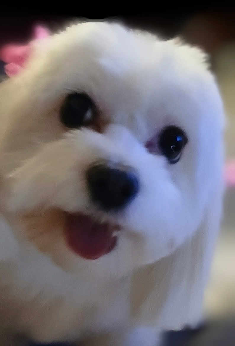 Snowy joined the competition — help win amazing prizes! dog, white_fur, fluffy, close_up, pet, cute, tongue_out, animal, domestic, mammal, face, adorable, companion, friendly, indoors, blurred_background, pink_bow, small_dog, happy, portrait