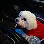 Snowy joined the competition — help win amazing prizes! dog, white_dog, pet, car_interior, red_sweater, seat, cup, straw, close_up, animal, cozy, fluffy, portrait, indoor, vehicle, leather_seat, cute, side_view, small_dog, companion