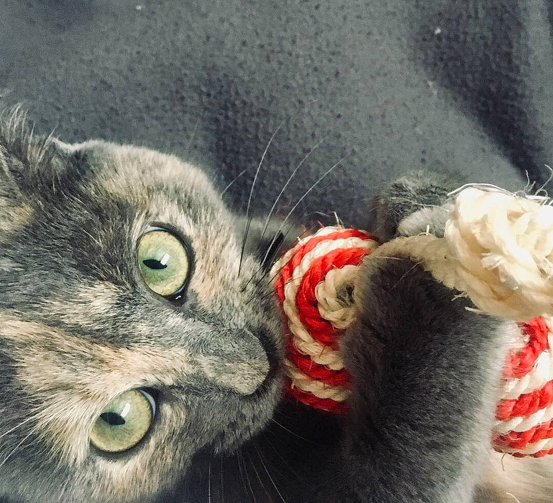 Yoko a rejoint le concours — aidez-le/la à gagner de superbes lots ! art, black_cat, carnivore, cat, claw, close_up, domestic_short_haired_cat, felidae, fur, grey, paw, plant, small_to_medium_sized_cats, snout, tail, terrestrial_animal, toy, whiskers, wildlife, window