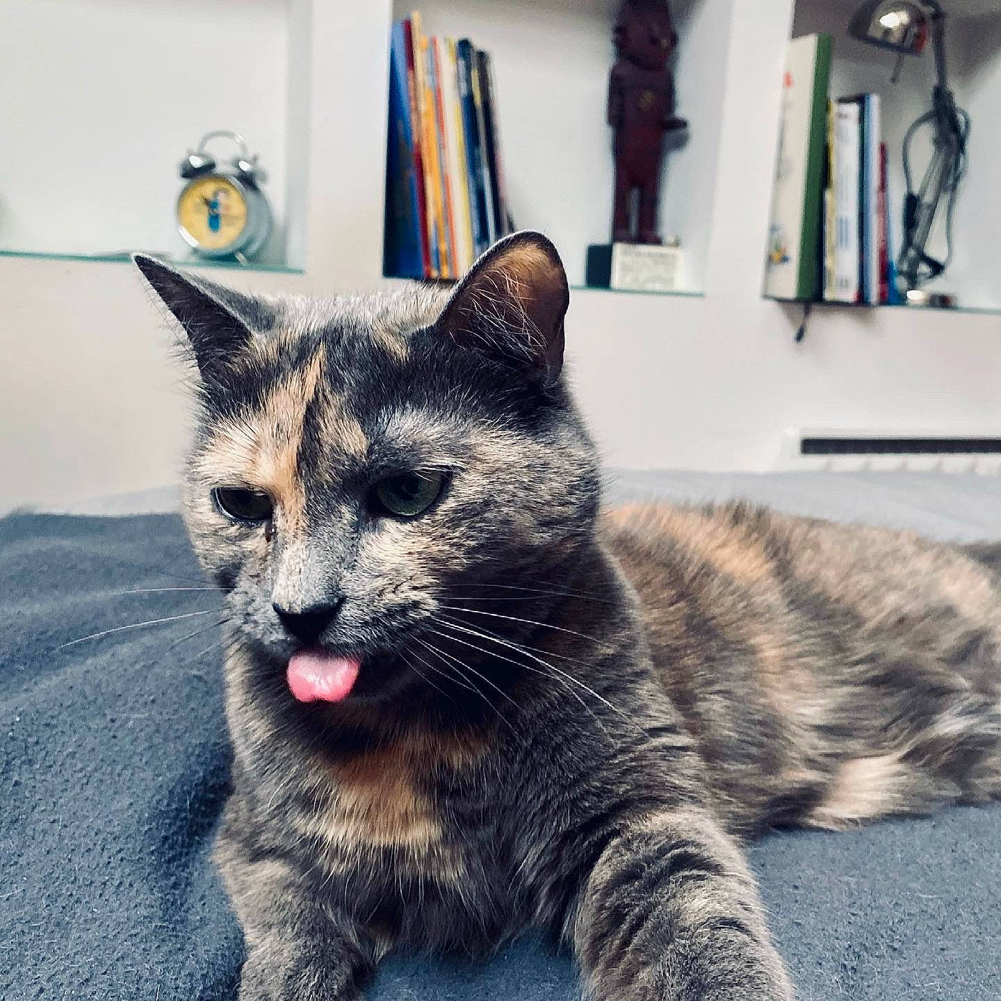 Yoko participe au concours pour gagner de l'argent avec cette photo : carnivore, cat, claw, domestic_short_haired_cat, felidae, fur, grey, metal, paw, picture_frame, room, sitting, small_to_medium_sized_cats, snout, tail, terrestrial_animal, whiskers, window