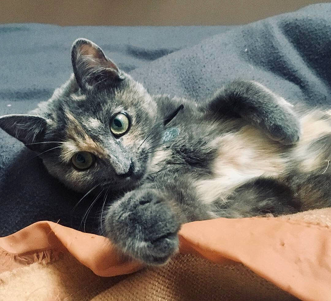 Yoko participe au concours pour gagner de l'argent avec cette photo : black_cat, canidae, carnivore, cat, claw, cloud, comfort, couch, domestic_short_haired_cat, ear, felidae, fur, grey, mammal, paw, small_to_medium_sized_cats, snout, tail, vertebrate, whiskers