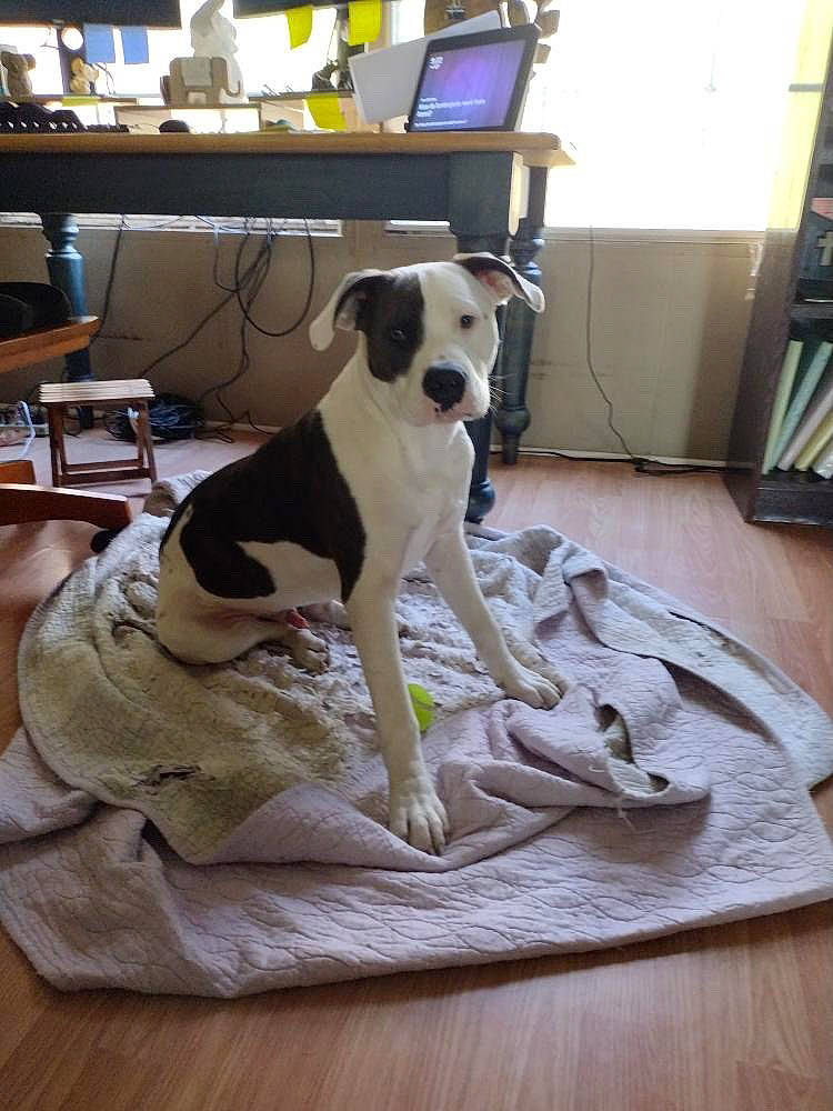 Pee Wee is registered to the contest to win money with this photo: ball, carnivore, collar, comfort, companion_dog, dog, dog_breed, dog_supply, fawn, floor, flooring, hardwood, pet_supply, picture_frame, room, snout, sporting_group, tail, wood, working_animal