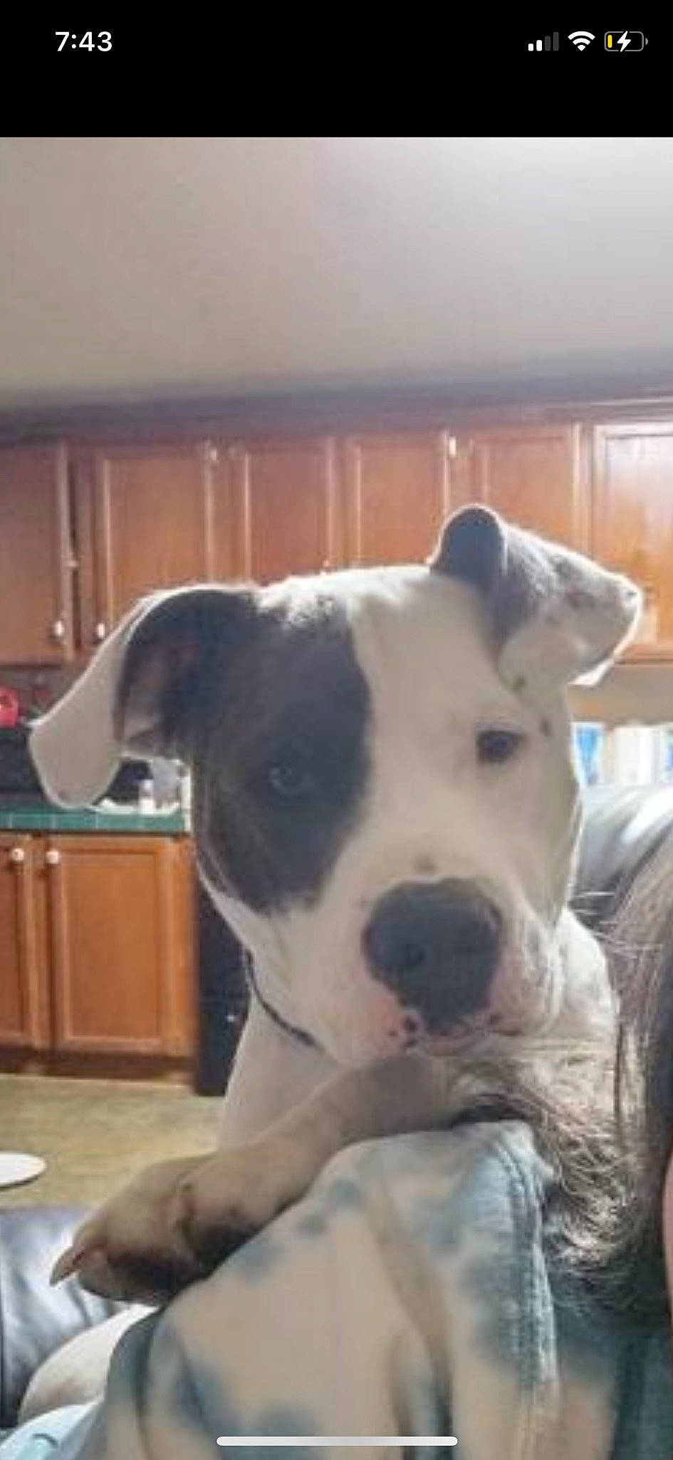 Pee Wee joined the competition — help win amazing prizes! cabinetry, carnivore, collar, companion_dog, dog, dog_breed, fawn, hardwood, non_sporting_group, pet_supply, snout, terrestrial_animal, whiskers, wood, working_animal