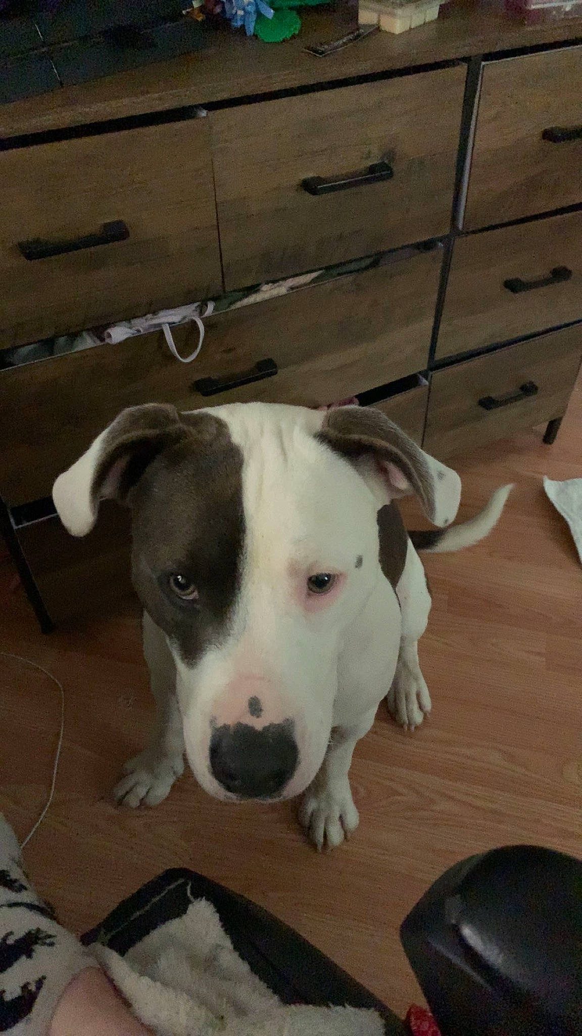 Pee Wee joined the competition — help win amazing prizes! canidae, carnivore, collar, companion_dog, dog, dog_breed, dog_collar, fawn, flooring, hardwood, kitchen_utensil, non_sporting_group, pet_supply, snout, sporting_group, terrestrial_animal, whiskers, wood, working_animal, working_dog