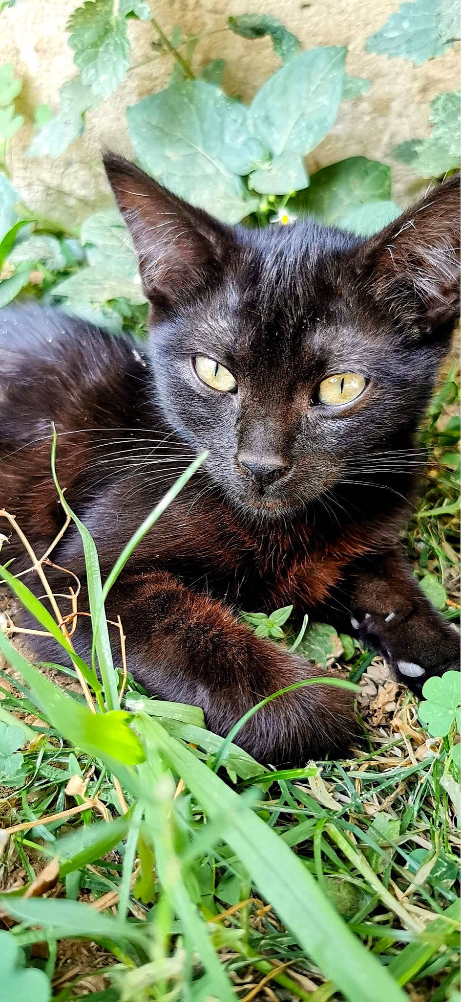 Amaya participe au concours pour gagner de l'argent avec cette photo : asian, black_cat, bombay, burmese, carnivore, cat, domestic_short_haired_cat, felidae, german_rex, grass, havana_brown, kitten, mammal, plant, small_to_medium_sized_cats, vertebrate, whiskers, wildlife