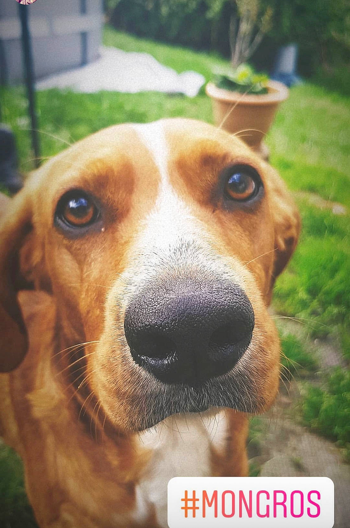 Marley a rejoint le concours — aidez-le/la à gagner de superbes lots ! american_foxhound, ancient_dog_breeds, basset_artesien_normand, basset_hound, beagle, beagle_harrier, canidae, carnivore, companion_dog, dog, dog_breed, estonian_hound, harrier, hound, mammal, nose, posavac_hound, rare_breed_dog, snout, vertebrate