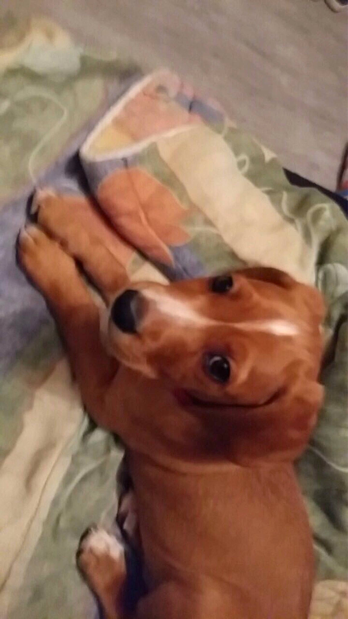 Marley a rejoint le concours — aidez-le/la à gagner de superbes lots ! canidae, carnivore, companion_dog, dachshund, dog, dog_breed, head, miniature_pinscher, muscle, nose, puppy, rhodesian_ridgeback, selfie, snout, sporting_group, toy_dog, vizsla