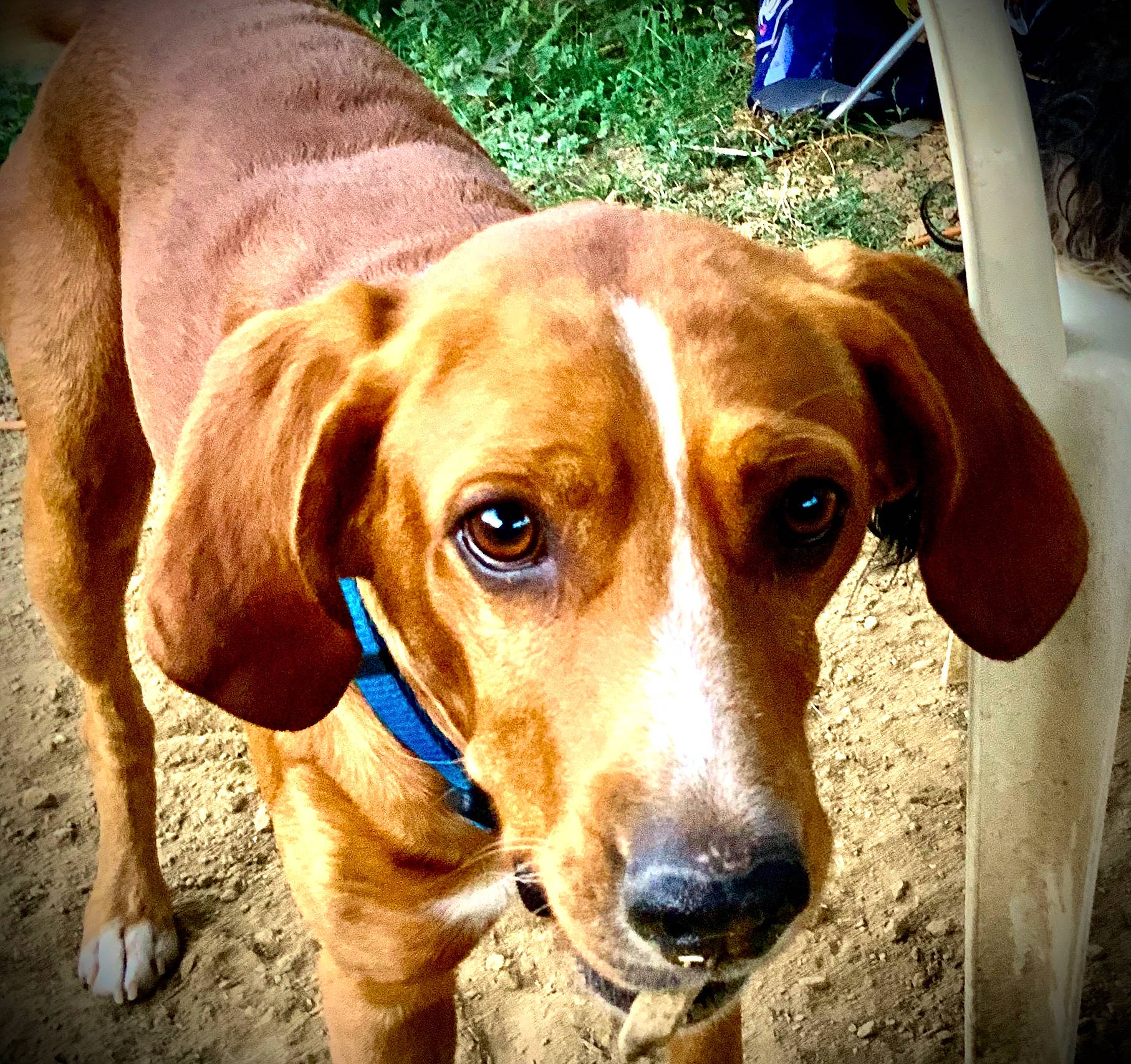 Marley a rejoint le concours — aidez-le/la à gagner de superbes lots ! american_foxhound, beagador, beagle, canidae, carnivore, companion_dog, coonhound, dog, dog_breed, ear, eye, harrier, hound, hunting_dog, mammal, nose, rare_breed_dog, snout, sporting_group, vertebrate