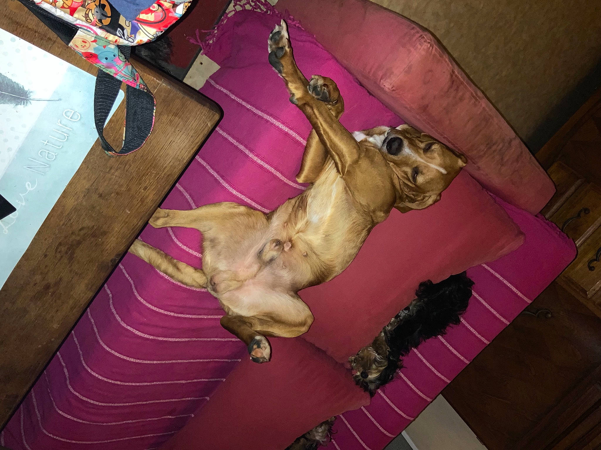 Marley participe au concours pour gagner de l'argent avec cette photo : canidae, carnivore, dog, fawn, pink