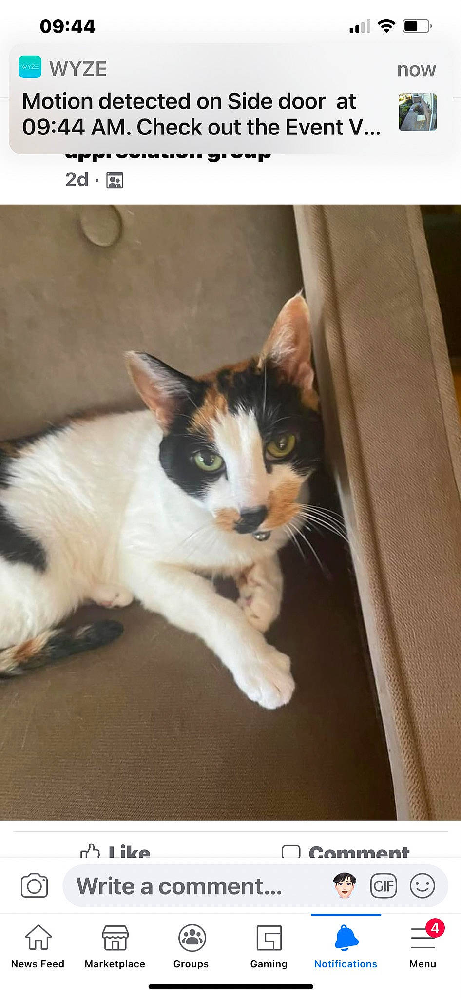 Eva is registered to the contest to win money with this photo: box, carnivore, cat, comfort, domestic_short_haired_cat, felidae, foot, fur, internet_meme, paw, photo_caption, rectangle, sitting, small_to_medium_sized_cats, snout, tail, whiskers, wood