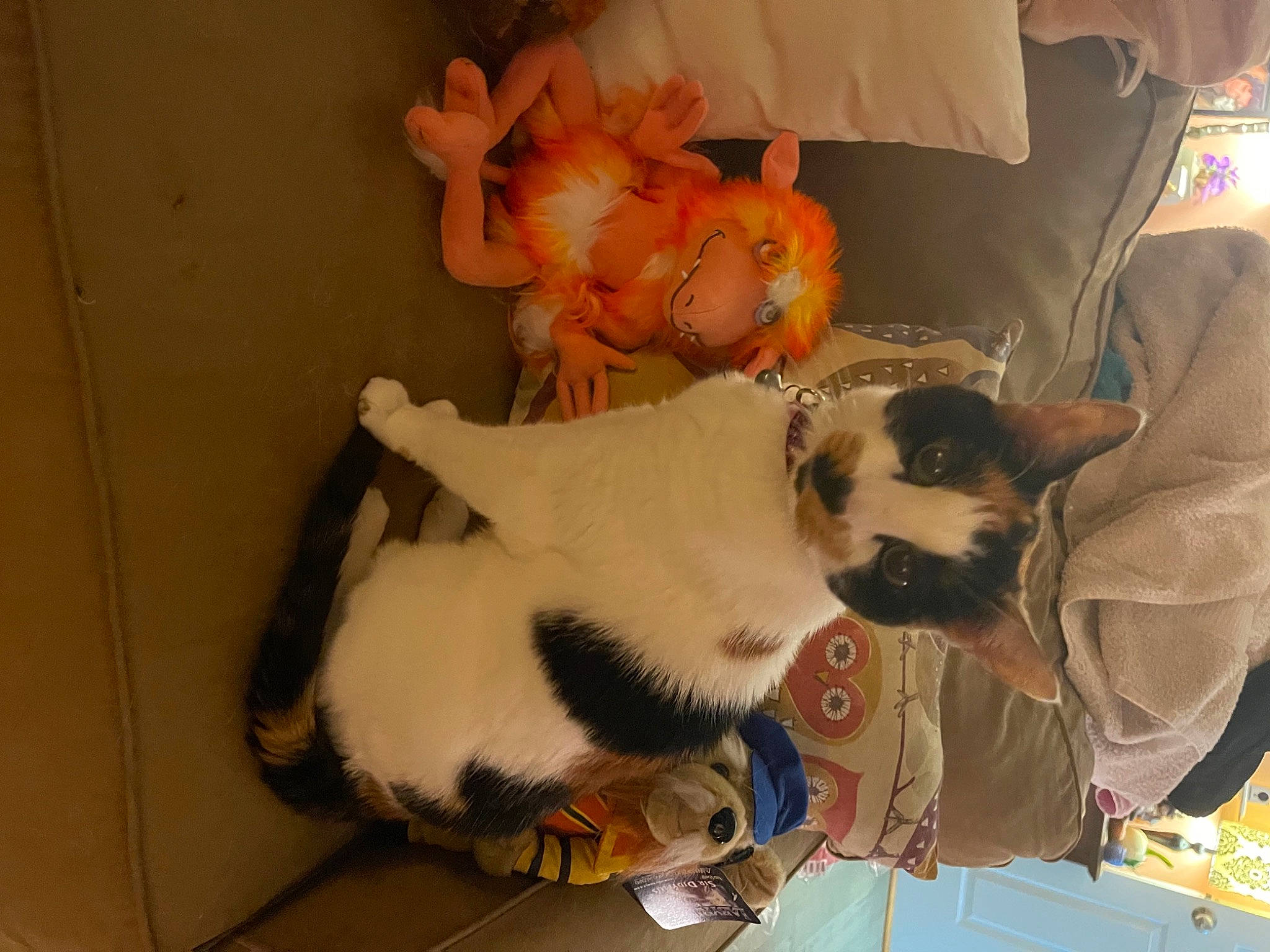 Eva joined the competition — help win amazing prizes! canidae, carnivore, collar, comfort, companion_dog, couch, dog, dog_breed, fawn, felidae, fur, paw, plush, room, small_to_medium_sized_cats, sporting_group, stuffed_toy, tail, toy, whiskers