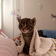 Agatha is registered to the contest to win money with this photo: kitten, cat, towel, bed, striped_sheets, indoor, cute, small, furry, pet, young, animal, resting, soft, blanket, comfort, fur, ears, whiskers, home