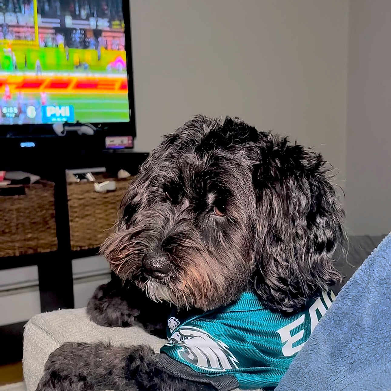 Jax is registered to the contest to win money with this photo: animal, architecture, building, canine, computer, computerhardware, couch, dog, electronics, furniture, hardware, indoors, livingroom, monitor, pet, puppy, room, screen, terrier, tv