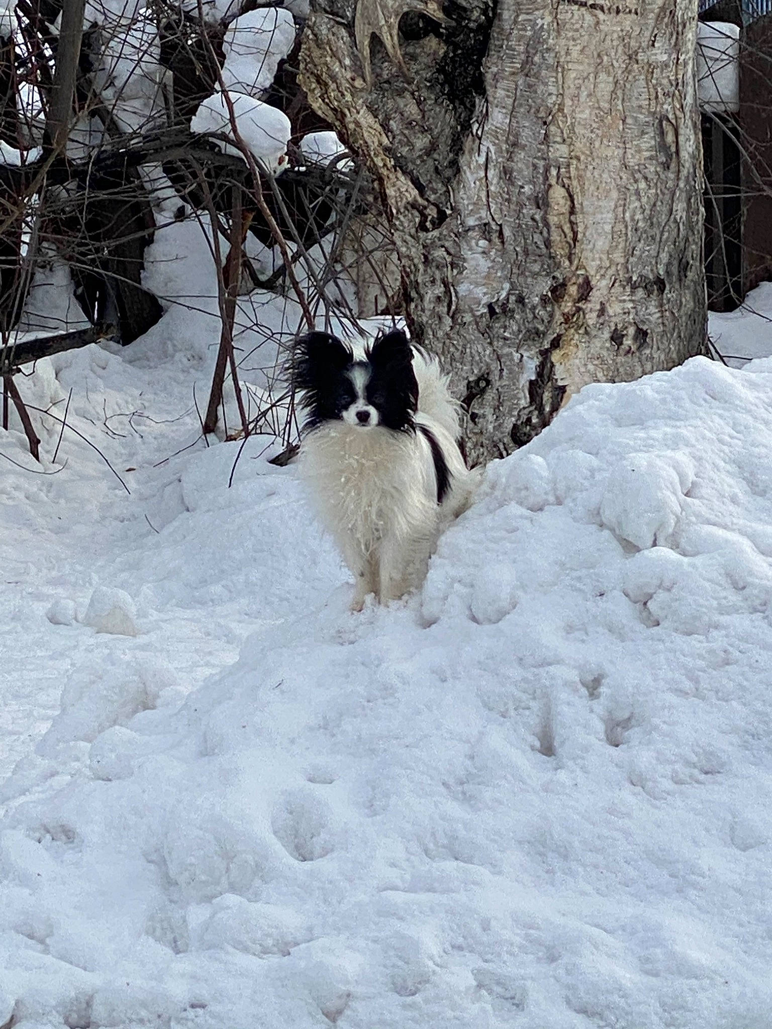 Darling joined the competition — help win amazing prizes! blizzard, canidae, carnivore, dog, dog_breed, freezing, papillon, phalene, snow, sporting_group, winter