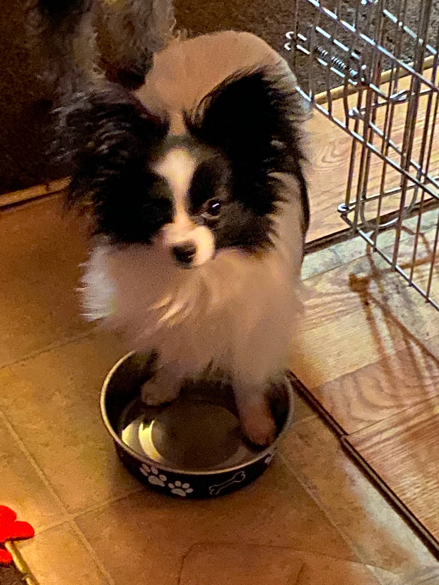 Darling is registered to the contest to win money with this photo: canidae, carnivore, companion_dog, dog, dog_breed, japanese_chin, mammal, papillon, phalene, puppy, shih_tzu, spaniel, sporting_group, toy_dog, vertebrate