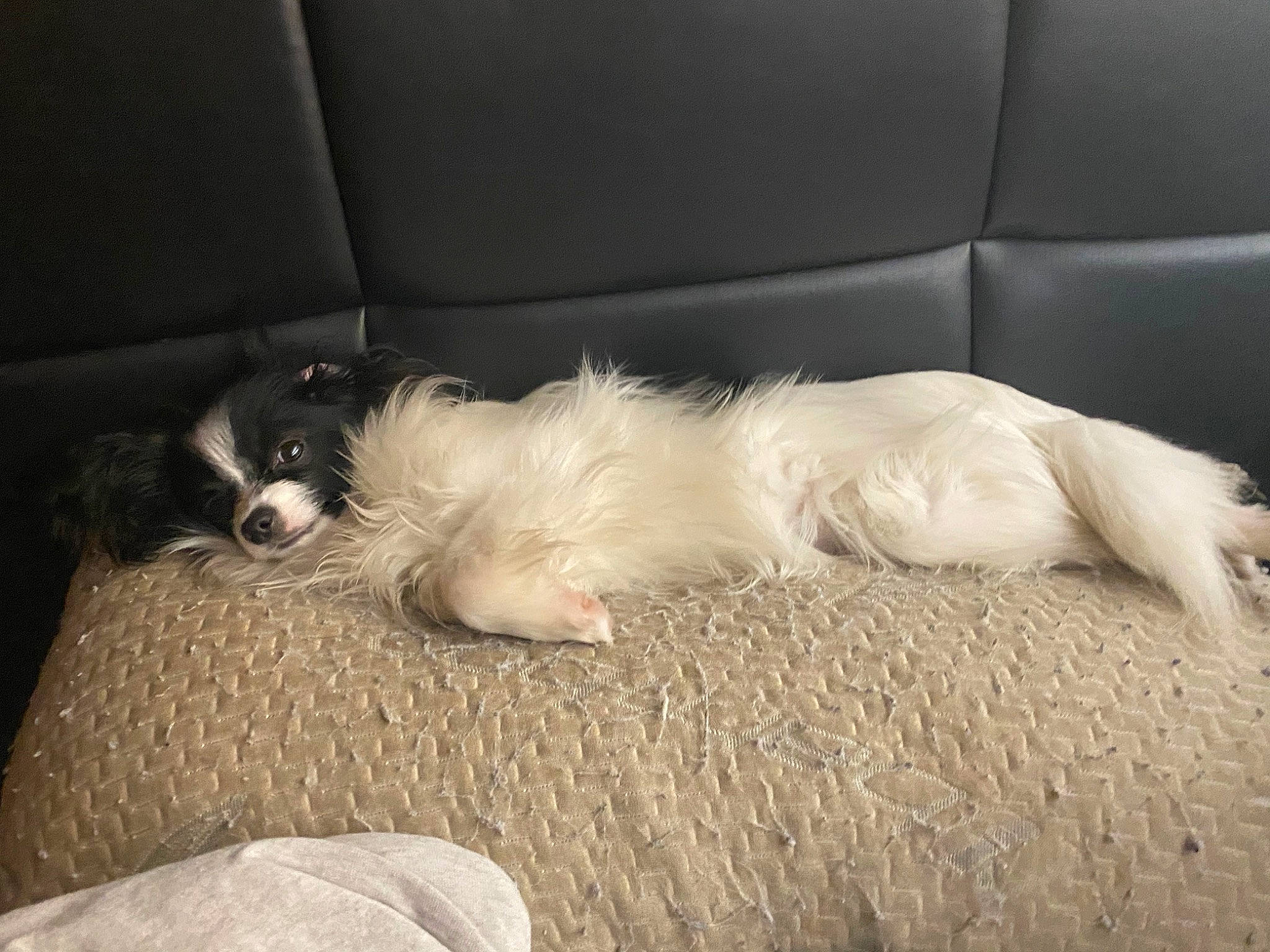 Darling joined the competition — help win amazing prizes! canidae, carnivore, companion_dog, dog, dog_breed, mammal, nap, phalene, puppy, puppy_love, sporting_group