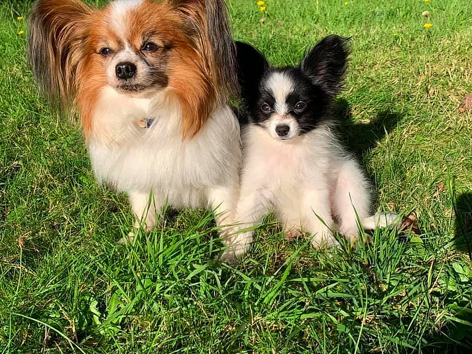Darling is registered to the contest to win money with this photo: canidae, carnivore, companion_dog, dog, dog_breed, fawn, grass, mammal, papillon, phalene, plant, pomeranian, puppy, snout, spaniel, sporting_group, toy_dog, vertebrate, whiskers