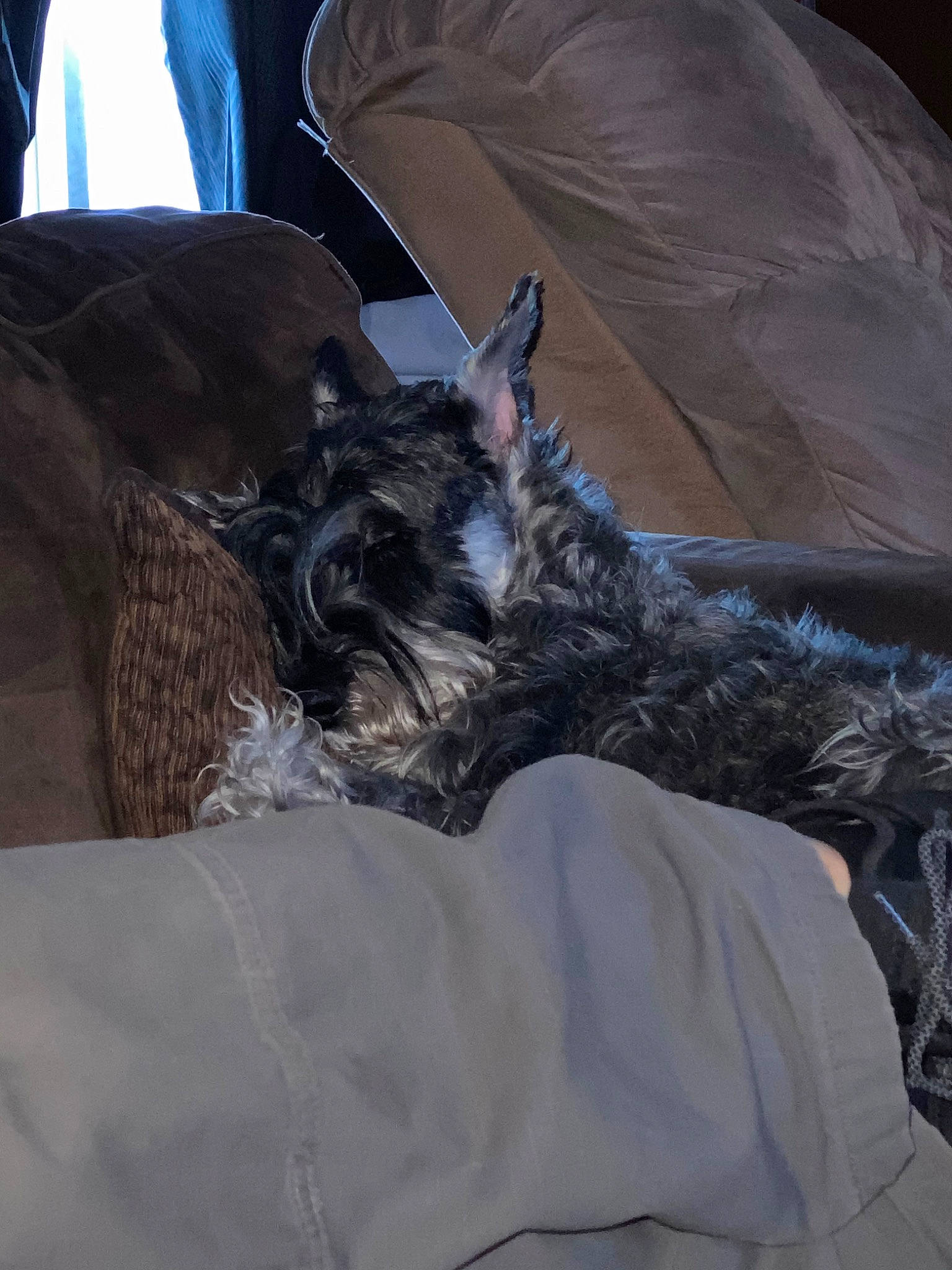 Pystol joined the competition — help win amazing prizes! cairn_terrier, canidae, carnivore, dog, dog_breed, giant_schnauzer, miniature_schnauzer, nap, schnauzer, sporting_group, standard_schnauzer, terrier, whiskers