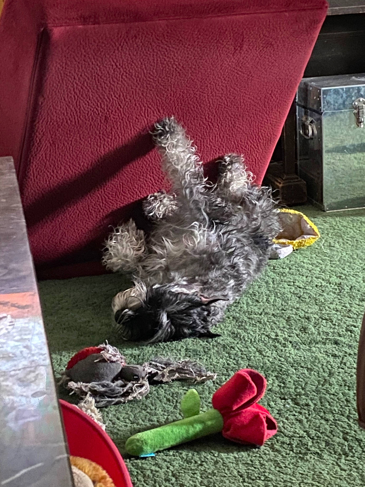 Pystol joined the competition — help win amazing prizes! canidae, red, sporting_group