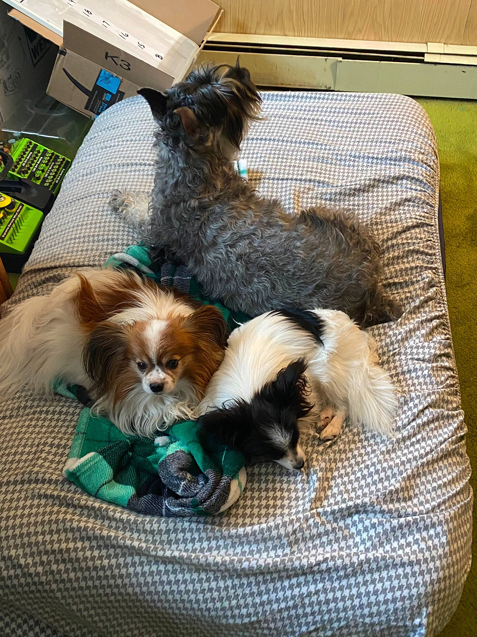 Pystol is registered to the contest to win money with this photo: bolonka, cairn_terrier, canidae, carnivore, chinese_imperial_dog, companion_dog, dog, dog_breed, lhasa_apso, liver, mammal, morkie, non_sporting_group, puppy, shih_tzu, sporting_group, sporting_lucas_terrier, toy_dog, yorkipoo, yorkshire_terrier