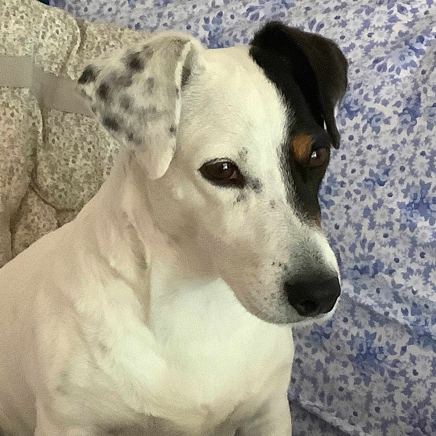 Louna
