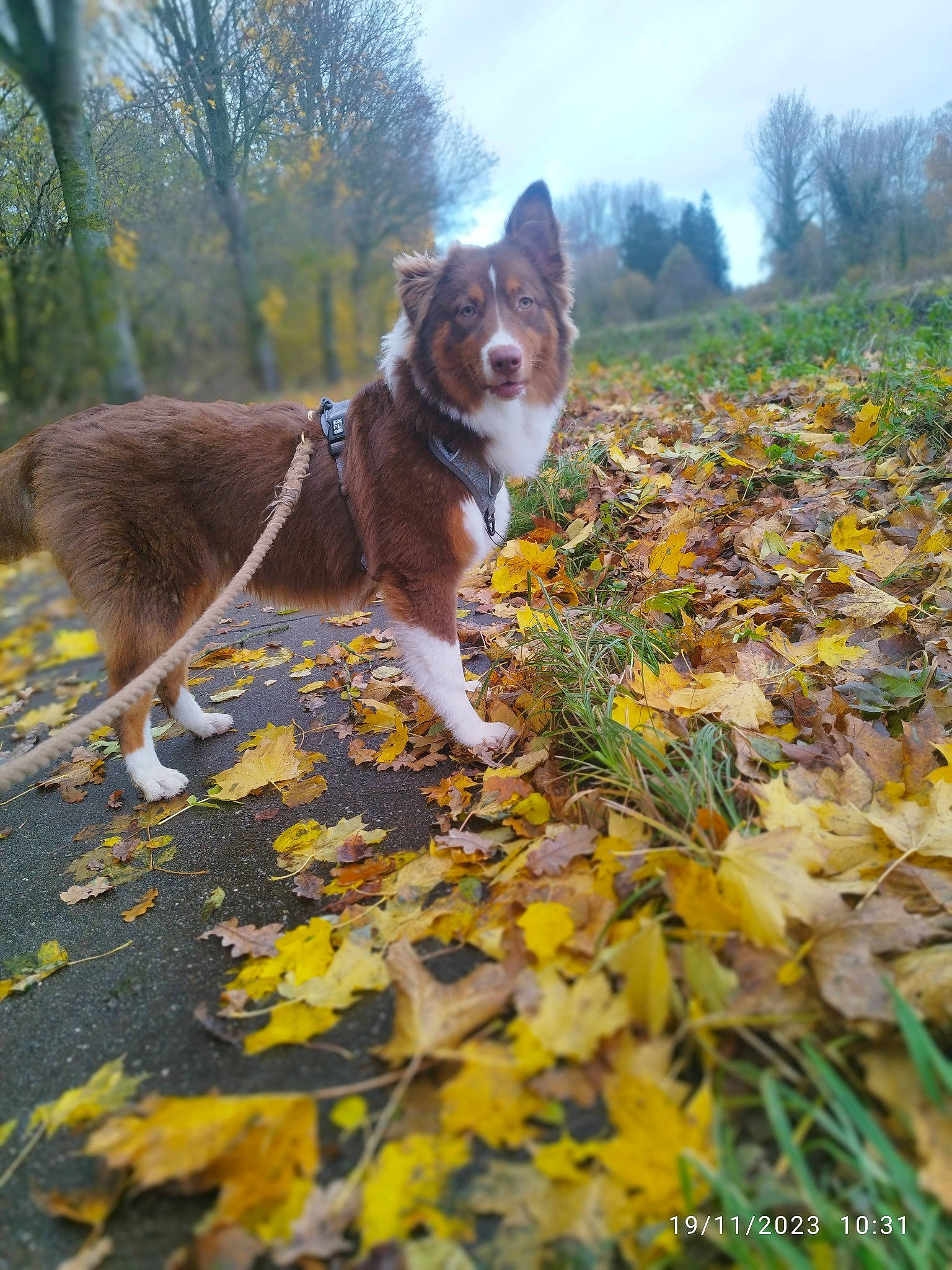 Una a rejoint le concours — aidez-le/la à gagner de superbes lots ! autumn, canidae, carnivore, cloud, companion_dog, deciduous, dog, dog_breed, fawn, forest, grass, herding_dog, natural_landscape, plant, sky, sporting_group, tail, tree, wood, woodland