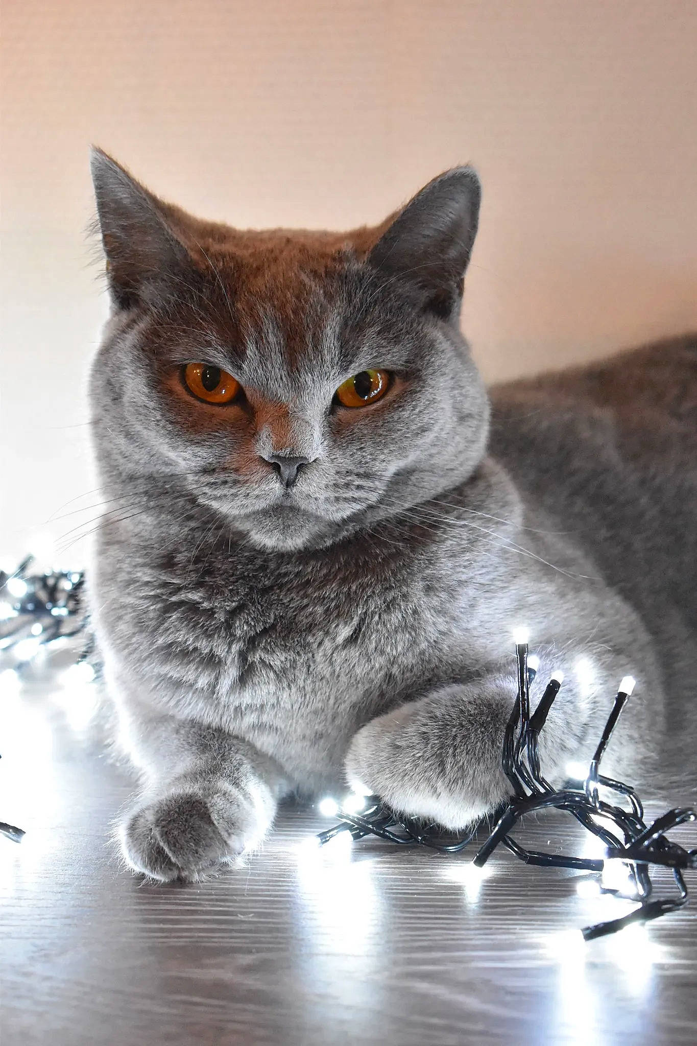 Nala participe au concours pour gagner de l'argent avec cette photo : carnivore, cat, close_up, felidae, fur, grey, illustration, internet_meme, paw, photo_caption, russian_blue, sitting, small_to_medium_sized_cats, snout, still_life_photography, tail, terrestrial_animal, whiskers