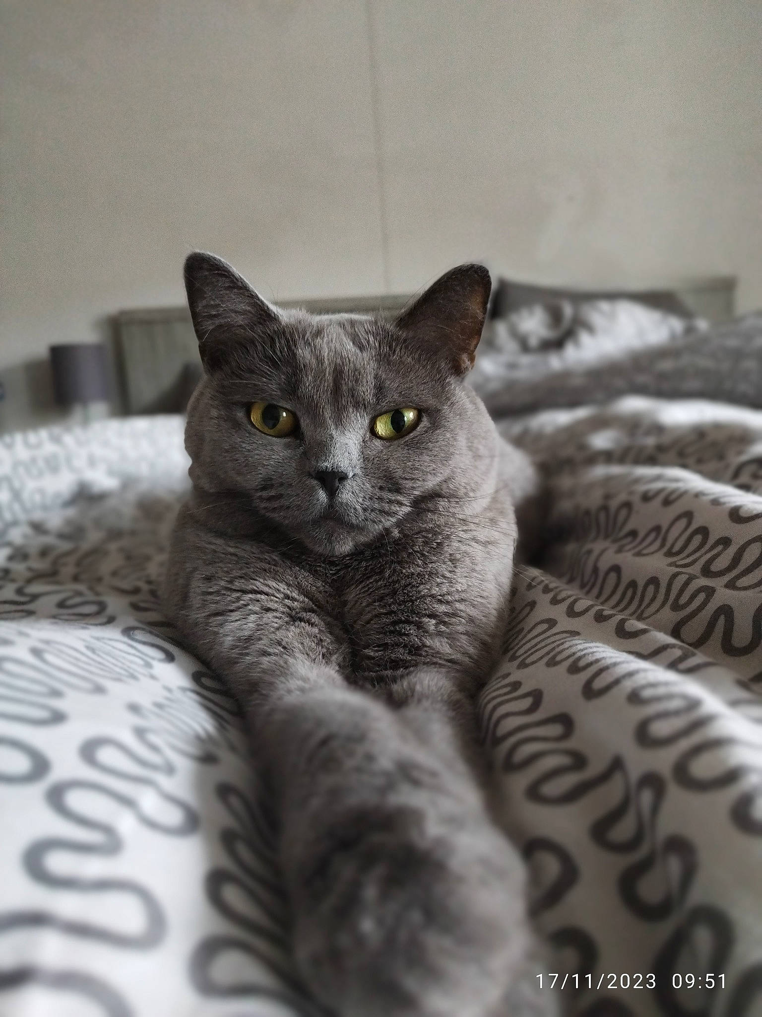 Nala participe au concours pour gagner de l'argent avec cette photo : carnivore, cat, cat_supply, claw, comfort, domestic_short_haired_cat, eye, felidae, fur, grey, monochrome, monochrome_photography, paw, russian_blue, small_to_medium_sized_cats, snout, tail, whiskers