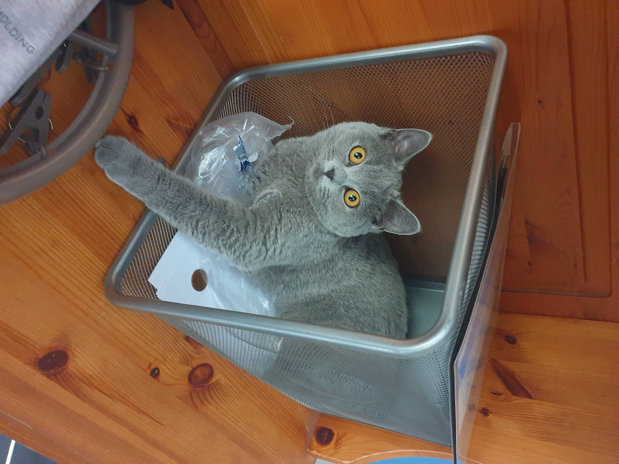 Nala participe au concours pour gagner de l'argent avec cette photo : box, carnivore, cat, domestic_short_haired_cat, felidae, flooring, grey, hardwood, major_appliance, paw, room, russian_blue, shelf, small_to_medium_sized_cats, tail, varnish, whiskers, wood, wood_flooring, wood_stain