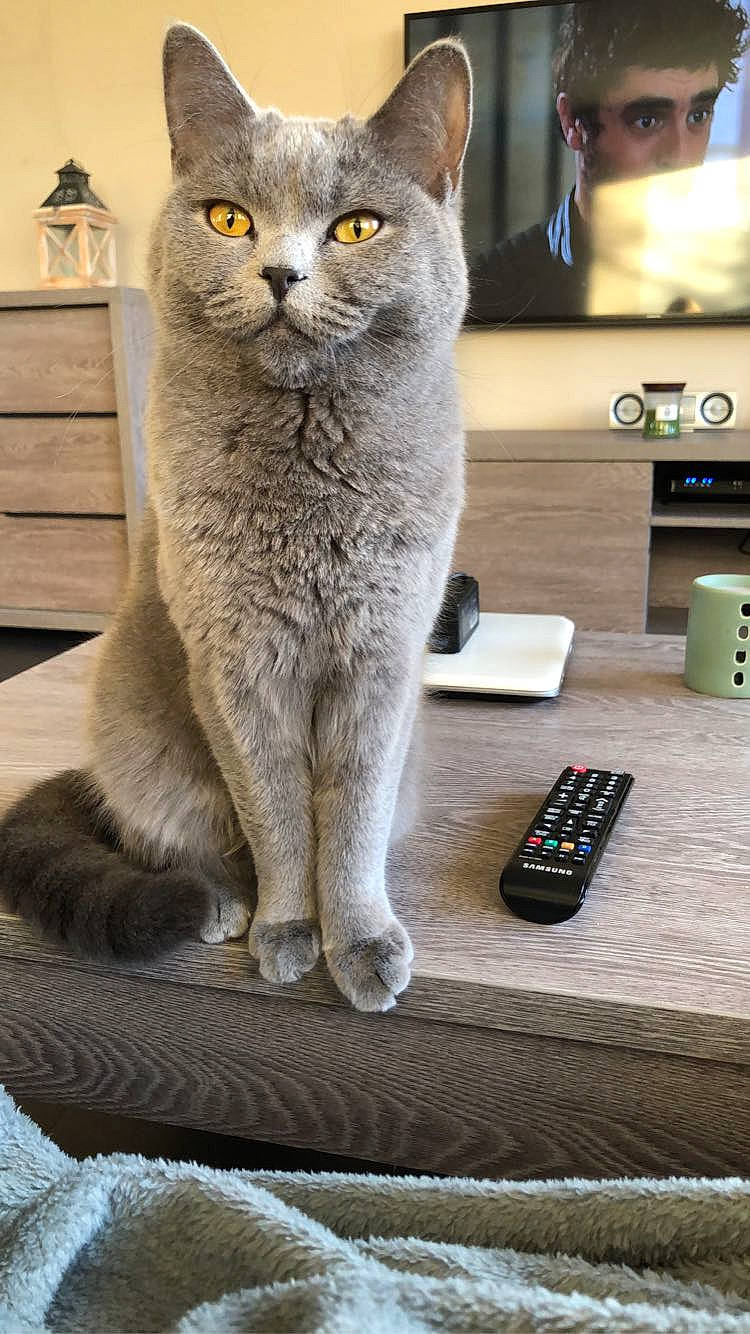 Nala participe au concours pour gagner de l'argent avec cette photo : carnivore, cat, comfort, communication_device, computer_keyboard, domestic_short_haired_cat, felidae, fur, gadget, grey, input_device, mobile_phone, office_equipment, remote_control, russian_blue, small_to_medium_sized_cats, snout, telephony, whiskers, white