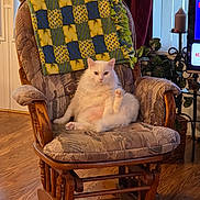 Ares is registered to the contest to win money with this photo: cat, white_cat, rocking_chair, blanket, indoor, wooden_floor, furniture, pet, relaxed, cozy, living_room, houseplant, candle, television, decor, home, fluffy, sitting, paw, cute