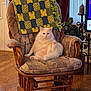 cat, white_cat, rocking_chair, blanket, indoor, wooden_floor, furniture, pet, relaxed, cozy, living_room, houseplant, candle, television, decor, home, fluffy, sitting, paw, cute
