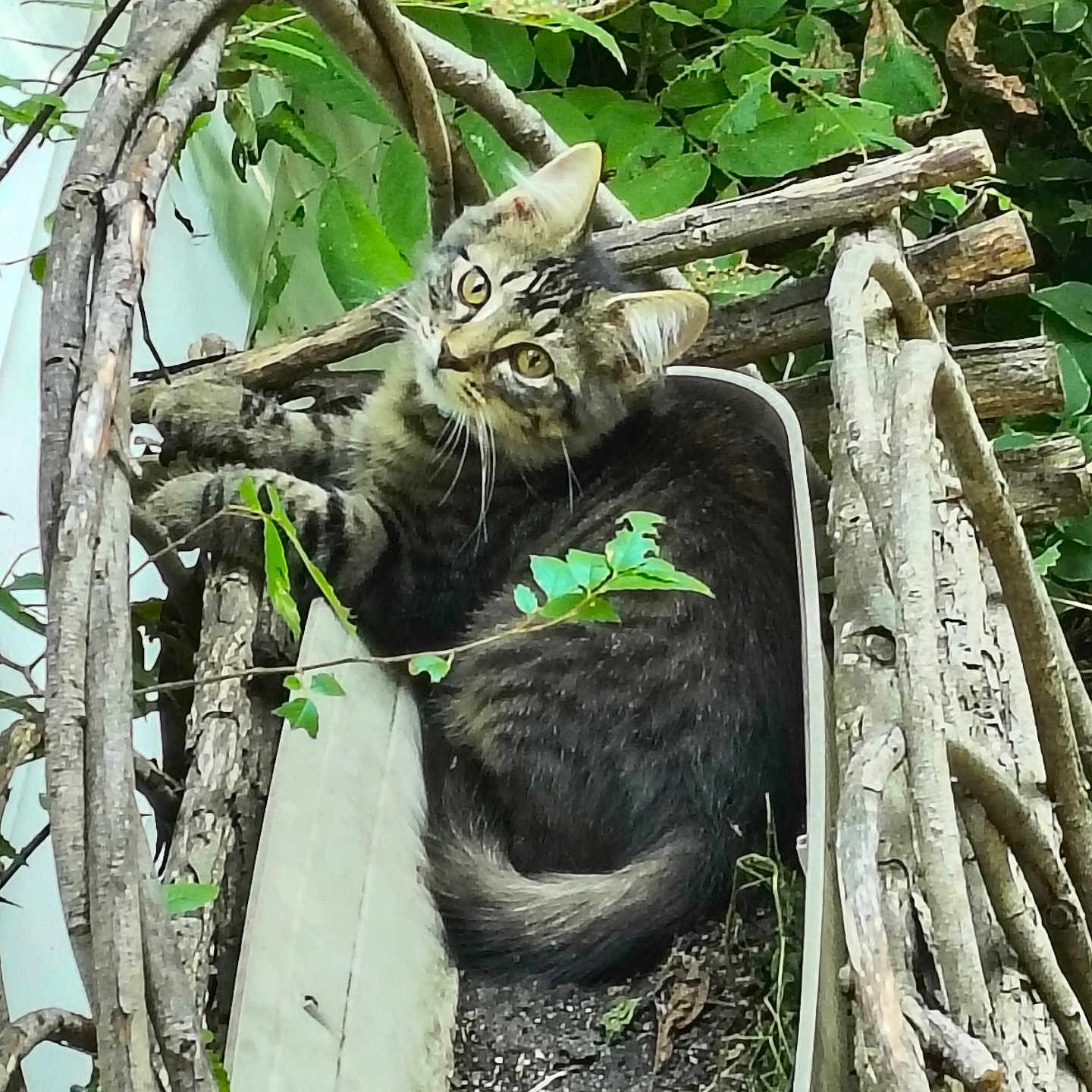 Whiskey joined the competition — help win amazing prizes! animal, basket, cat, closeup, curious, eyes, fur, greenery, leaves, natural_light, nature, outdoor, pet, resting, rustic, tabby, tail, whiskers, wildlife, wood