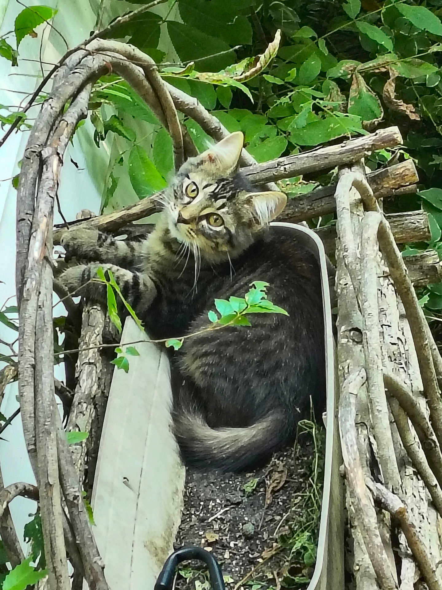 Whiskey joined the competition — help win amazing prizes! cat, tabby, animal, outdoor, greenery, leaves, wood, rustic, nature, basket, curious, fur, pet, resting, closeup, eyes, whiskers, tail, natural_light, wildlife
