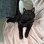 Luna is registered to the contest to win money with this photo: cat, black_cat, pet, feline, indoor, blanket, pink_blanket, pillow, gray_pillow, laptop, cord, cozy, relaxed, fur, whiskers, ears, resting, comfort, soft, domestic_animal